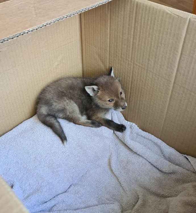 The baby fox was taken to The Fox Project