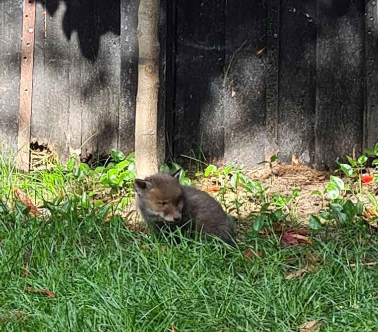 The young fox was dehydrated and cold