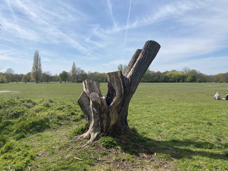 The tree caused quite a stir with visitors of Tooting Common