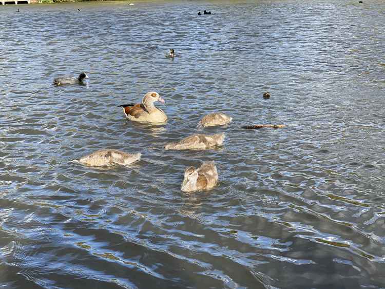 One parent and the four goslings in Tooting Common lake