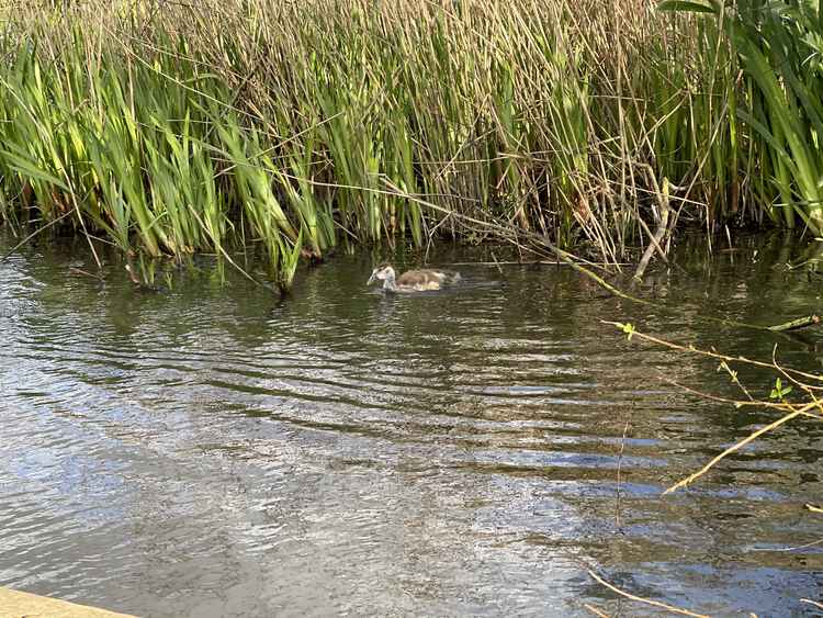 A baby gosling trailing behind its family