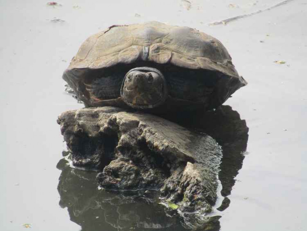 Terrapin at Tooting Common