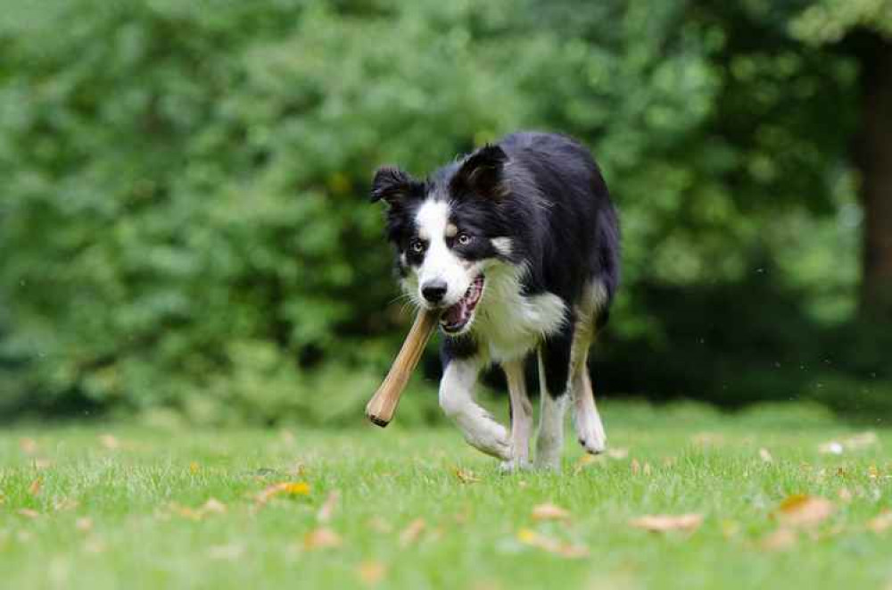 Poundbury Rotary Club launches its dog photograph competition