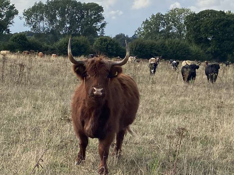 One of the cows from Somerleyton Farm (Image: Gary Chadwick)