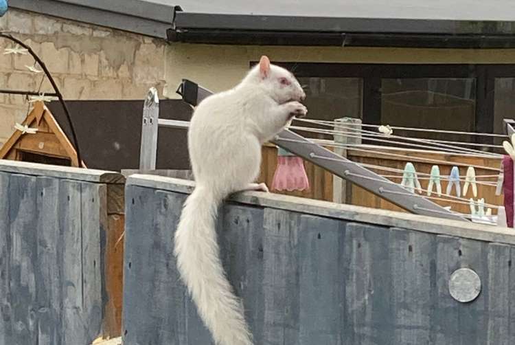 Albino squirrels are said to be one in 100,000 (Image: Harley Richardson)