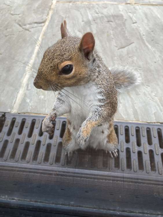 Mother squirrel who appears at the Richardson's every day for nuts (Image: Harley Richardson)