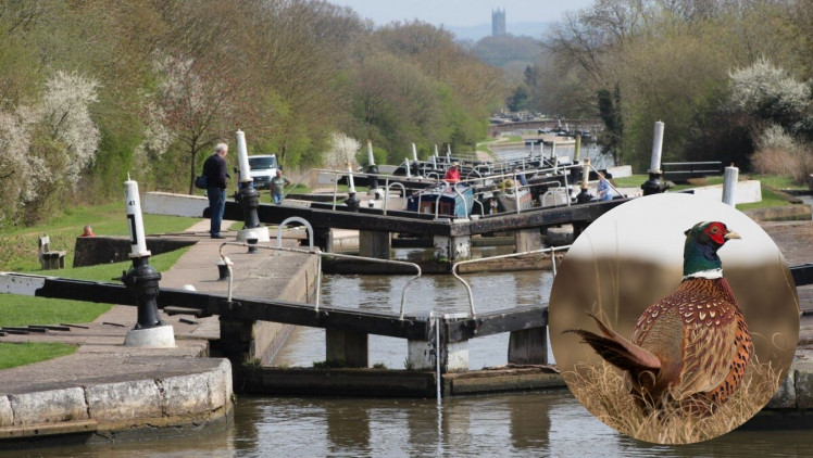 Firefighters were called to rescue the bird from Hatton Locks