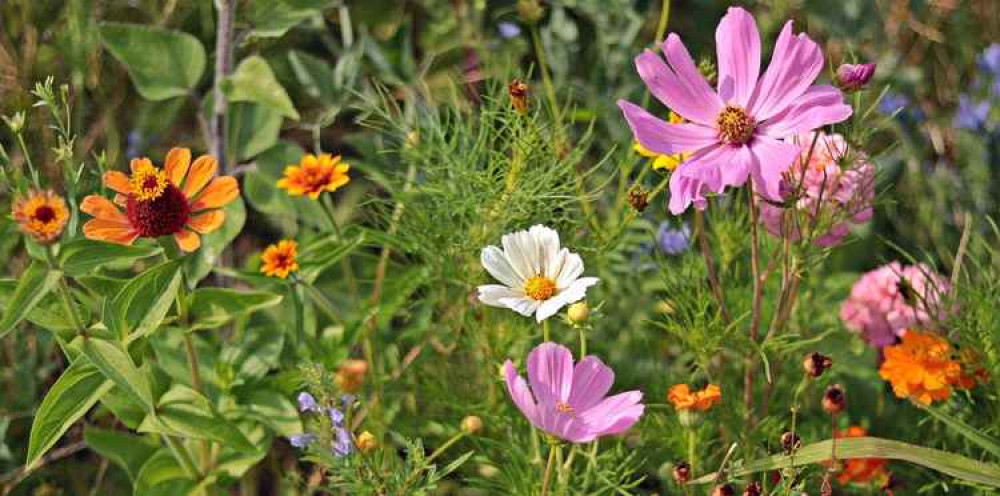 Dorset Council is maintaining trees along the A37 for wildflowers Picture: Pixabay