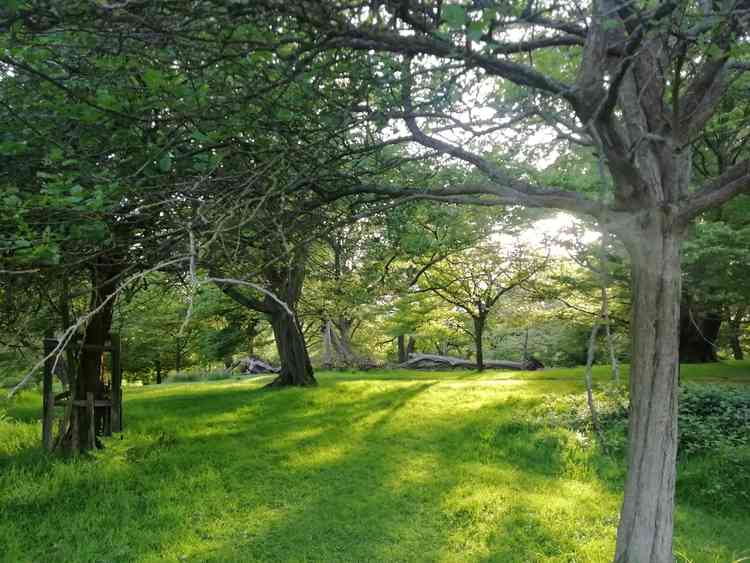 Richmond Park is a 2,500 acre green space Richmond Park is a 2,500 acre green space