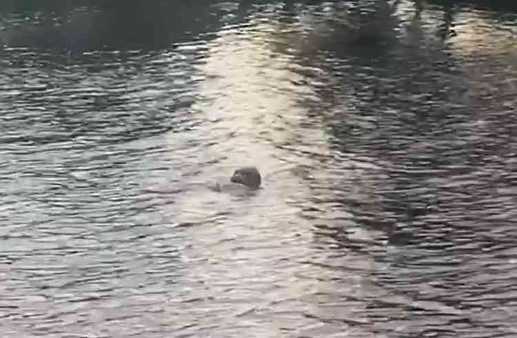 The seal rose to the surface with a catch in its mouth