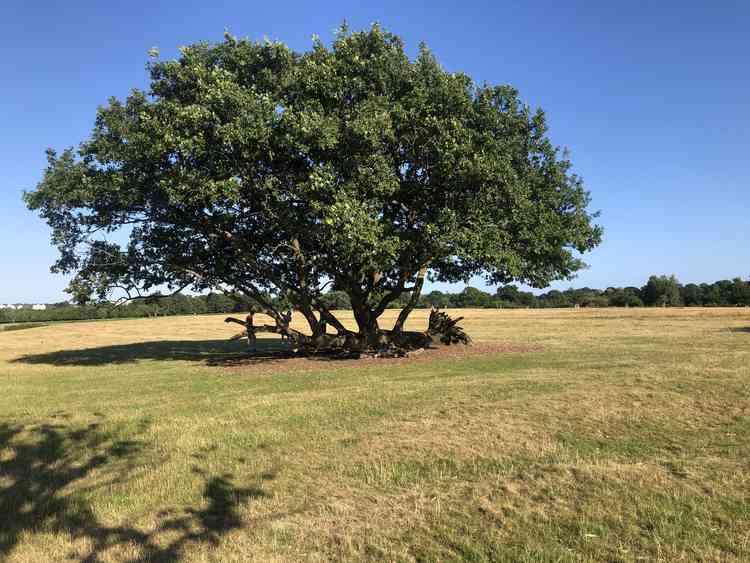 The park is home to more than 600 wild deer