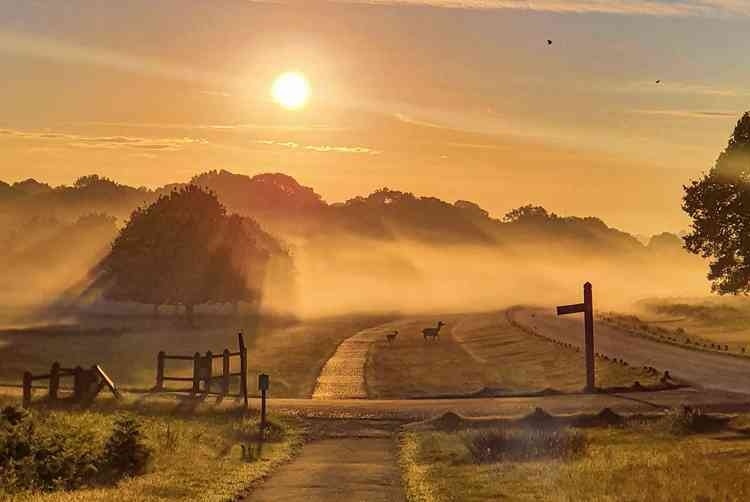 A gorgeous shot of Richmond Park by Mathanga Gangatharan