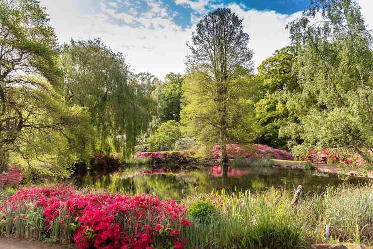 The 40-acre Isabella Plantation looking stunning. Photo: Royal Parks