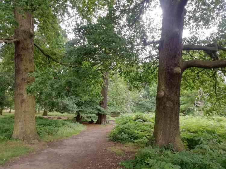 Help to keep Richmond Park clean by always taking your litter with you