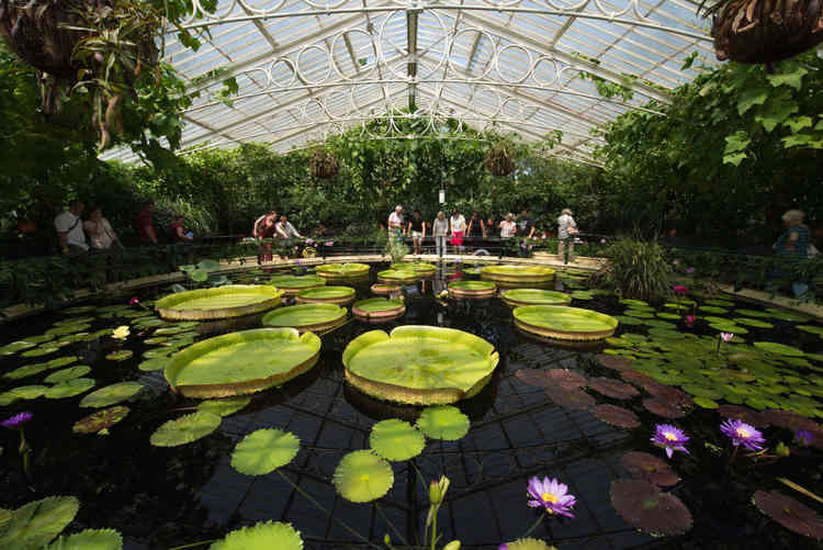 Inside Waterlily House. Photo © RBG Kew