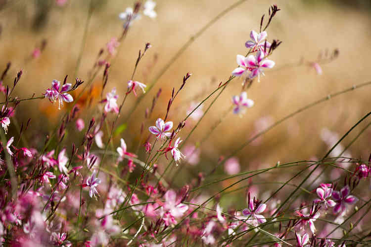 Gaura lindheimeri flowering in the Broadwalk borders. Photo by Jeff Eden © RBG Kew