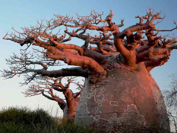 Baobab trees in Madagascar, one of many countries where Kew works. Photo by Stuart Cable © RBG Kew