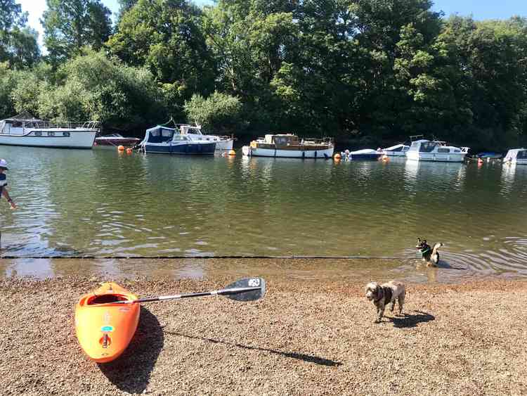 Dogs cooling off in the river