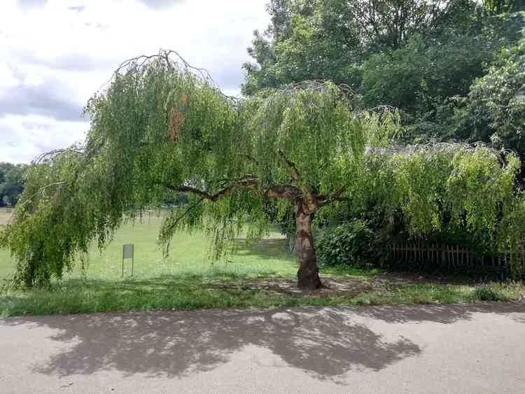 Willow tree on the oval lawn, where the outdoor concerts will be held