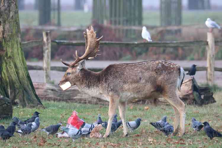 'Deer should be enjoyed from afar, not harassed by visitors shoving branches, or human food, in their faces'. Photo by J Walker