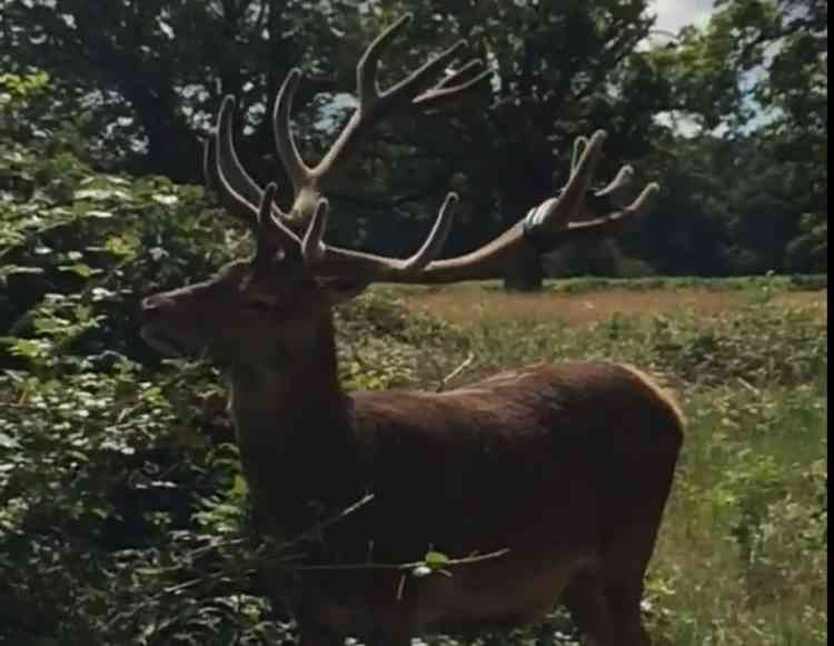 Stag with an inner tube in its antlers