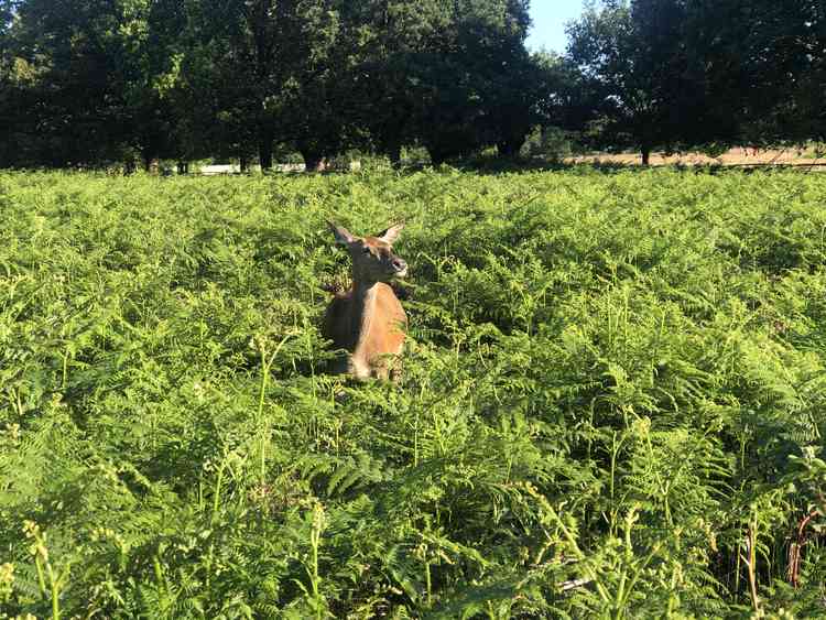 A deer in bracken