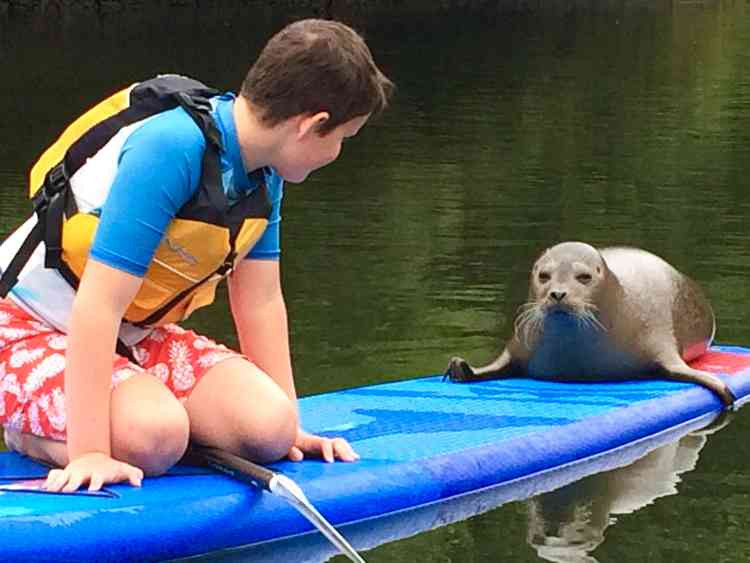 Face off - Hamish and the inquisitive seal. Pic by Sophy Aykroyd