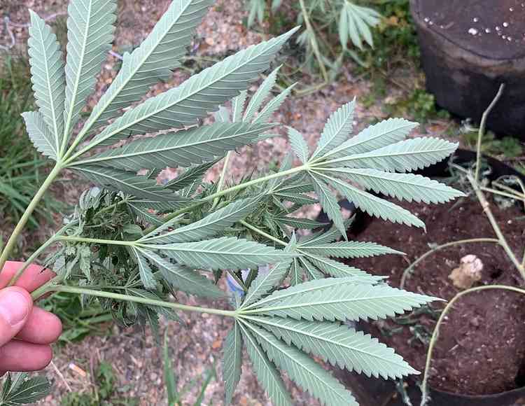 One of the cannabis leaves found by officers