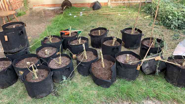 These pots were seized by the police