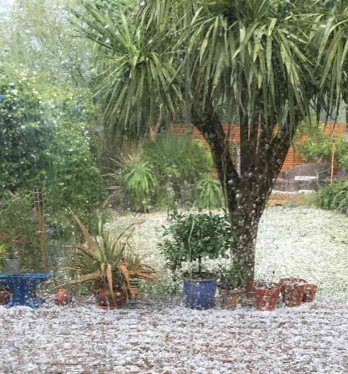 Hail stones in a garden in St Margarets