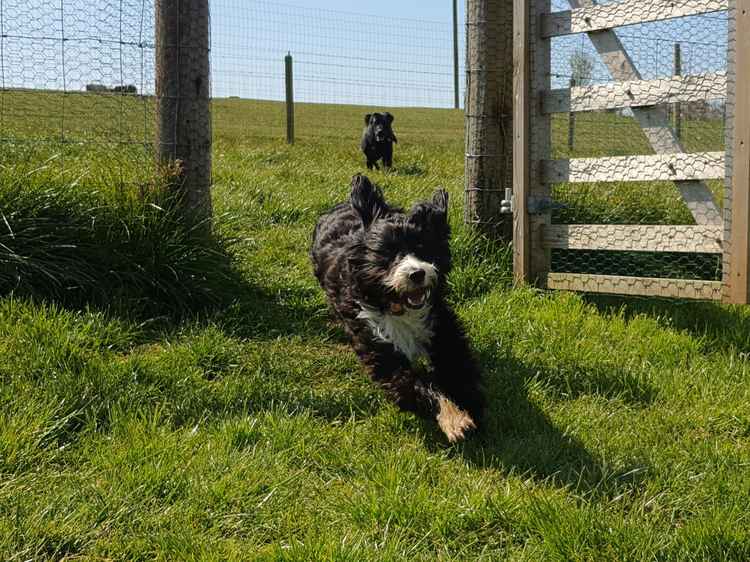 Joey's Doggie Day Care shares its top tips on recognising healthy play between dogs