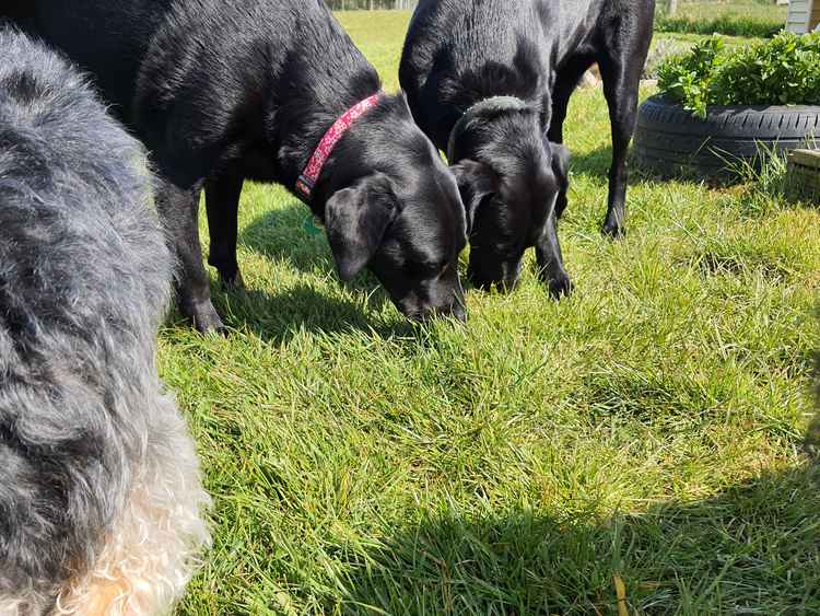 Joey's Doggie Day Care shares its top tips on recognising healthy play between dogs