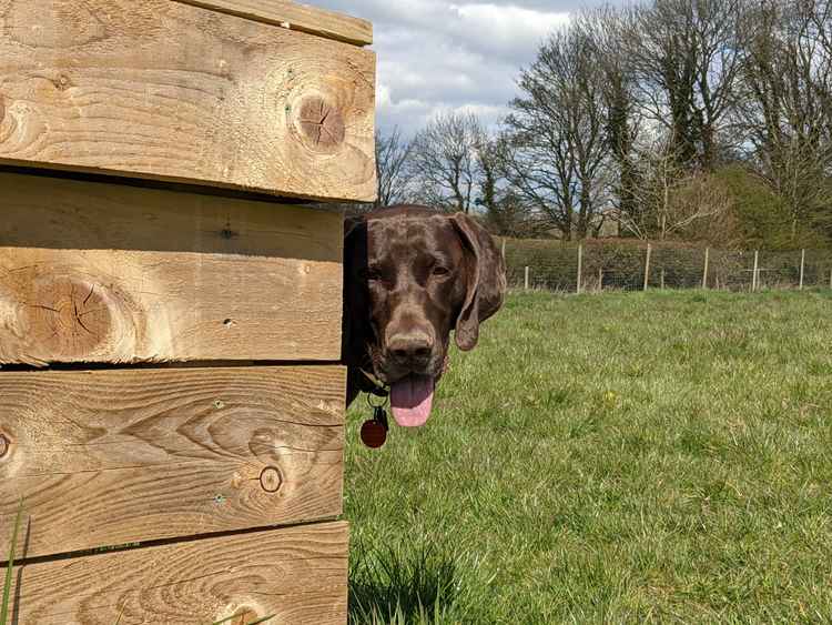 Joey's Doggie Day Care shares its top tips on recognising healthy play between dogs