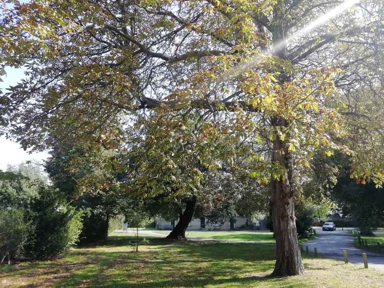 Horse chestnut trees in Marble Hill have been attacked by a dangerous moth - read on