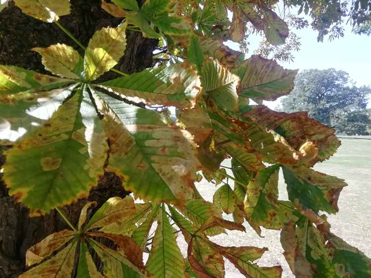 The leaves prematurely turn brown and drop off