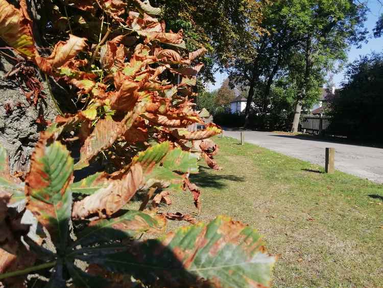 The moth turns leaves brown and dry before they curl upwards and fall prematurely