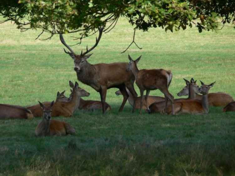 Richmond Park is a haven for wild deer