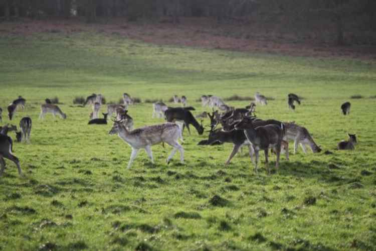 Fallow deer herd