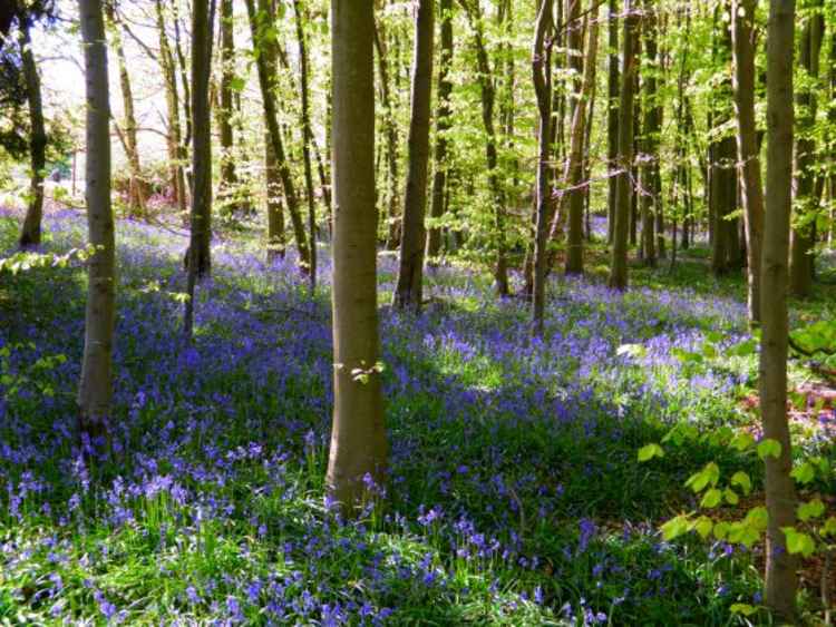 The attack took place near Isabella Plantation