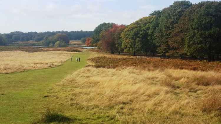 Autumnal day in Richmond Park