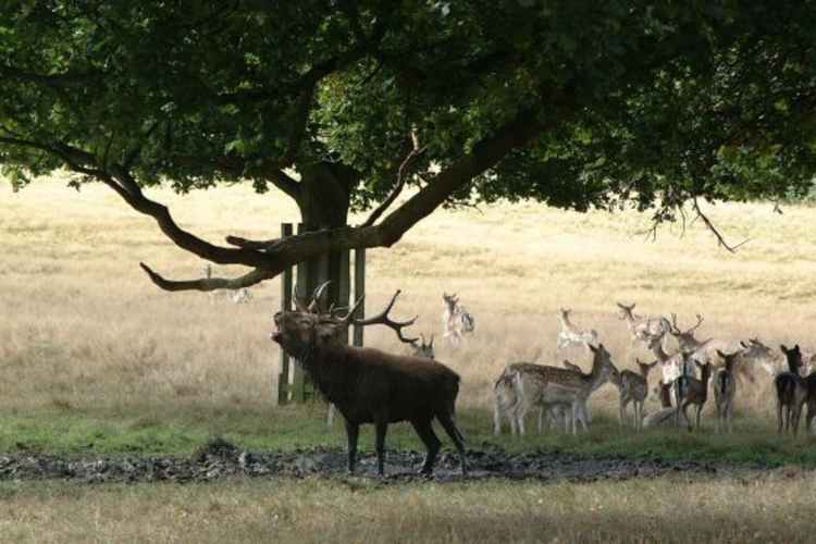 Stag bellowing