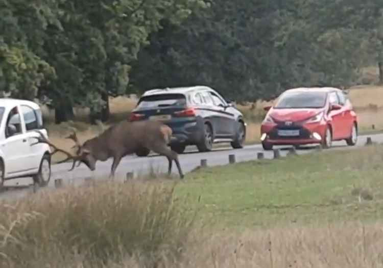 Screenshot from Adam's video of the stag ramming a car