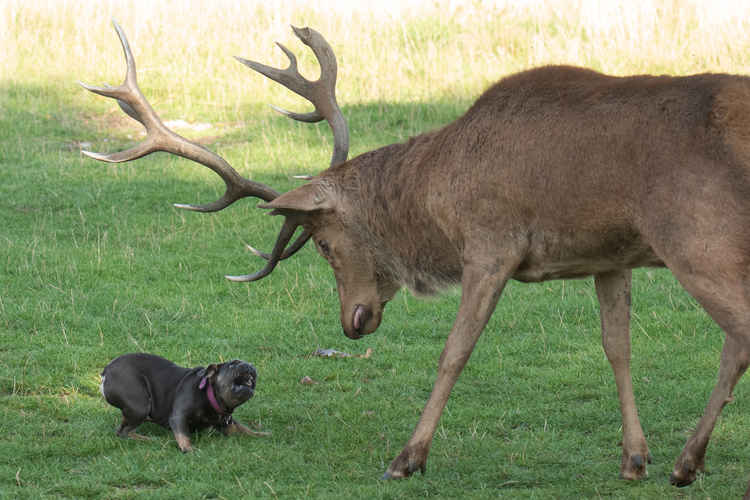 French bulldog confronts stag. All photos by Max Ellis