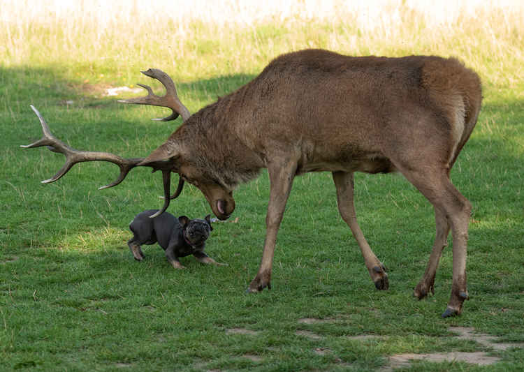 Confrontation highlights dangers of allowing dogs off the lead