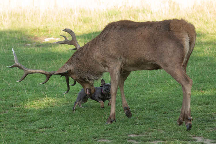 The small French bulldog snaps at the deer's heels