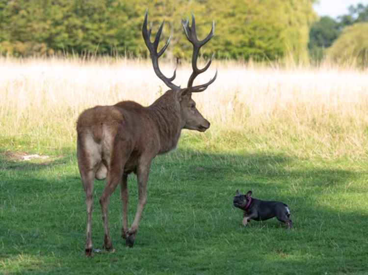 Owners must keep their dogs on leads if they won't remain under control