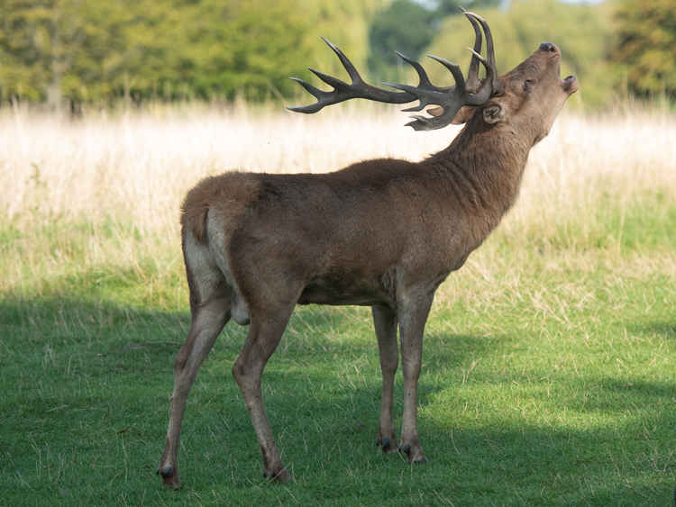 The alarmed stag bellows