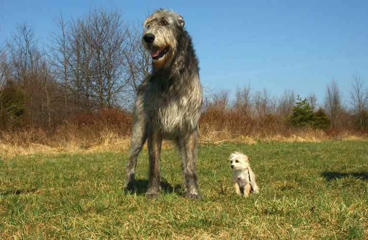 An Irish wolfhound-type dog was involved in Richmond Park attack (stock photo)
