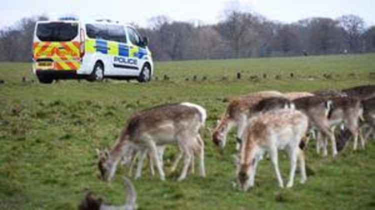 Police are investigating the deer attack