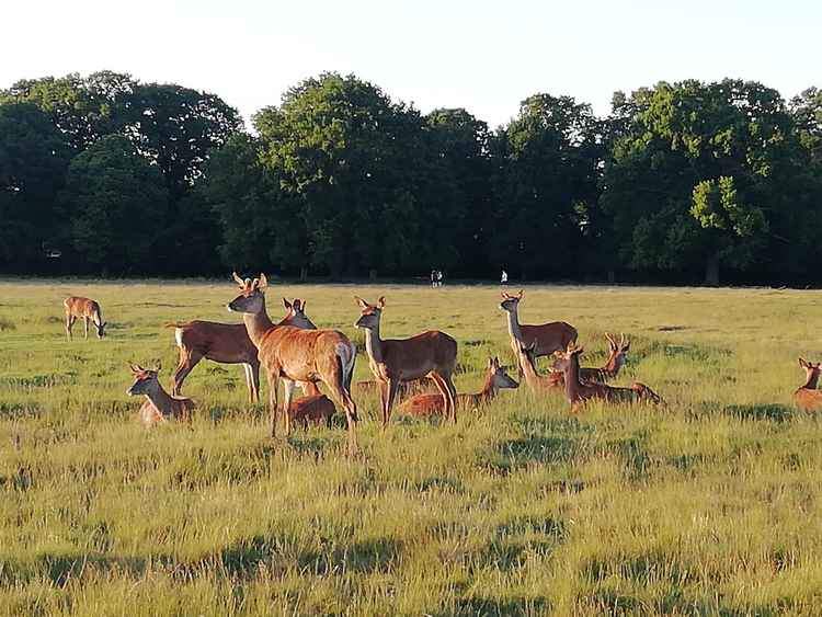 The park is home to hundreds of wild deer